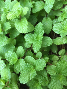 Spearmint is used in Healthy Gut for cooling, soothing and keeping the digestive system healthy.