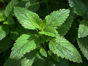Lemon balm is a DIY Natural Insect Repellent.