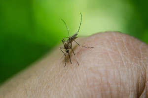 Use natural insect repellents to avoid this pesky guy!