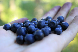 Blueberries are full of antioxidants and are great for the brain.