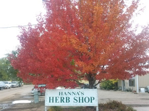 Fall leaves at Hanna's Herb Shop