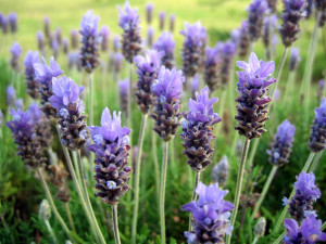 Free Images.com lavender-field-1410156-1280x960