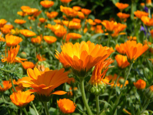 Calendula is an excellent herb for the skin.