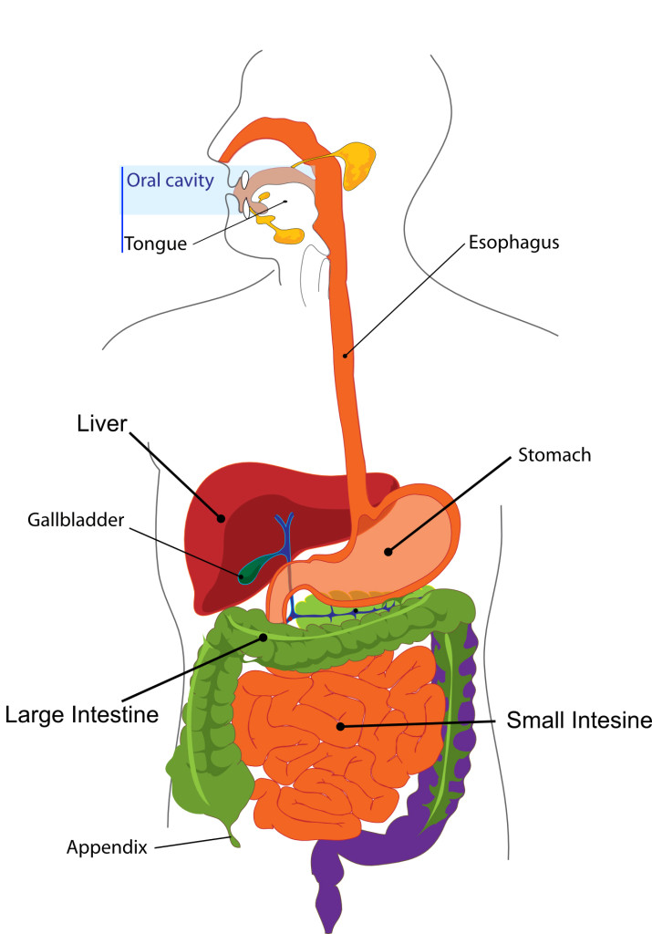 Digestive system diagram