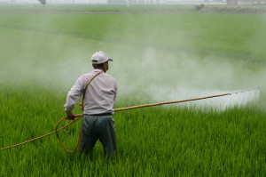 Man spraying herbicide in a rice field