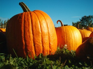 Image courtesy of Pumpkins at Hancock Shaker Village