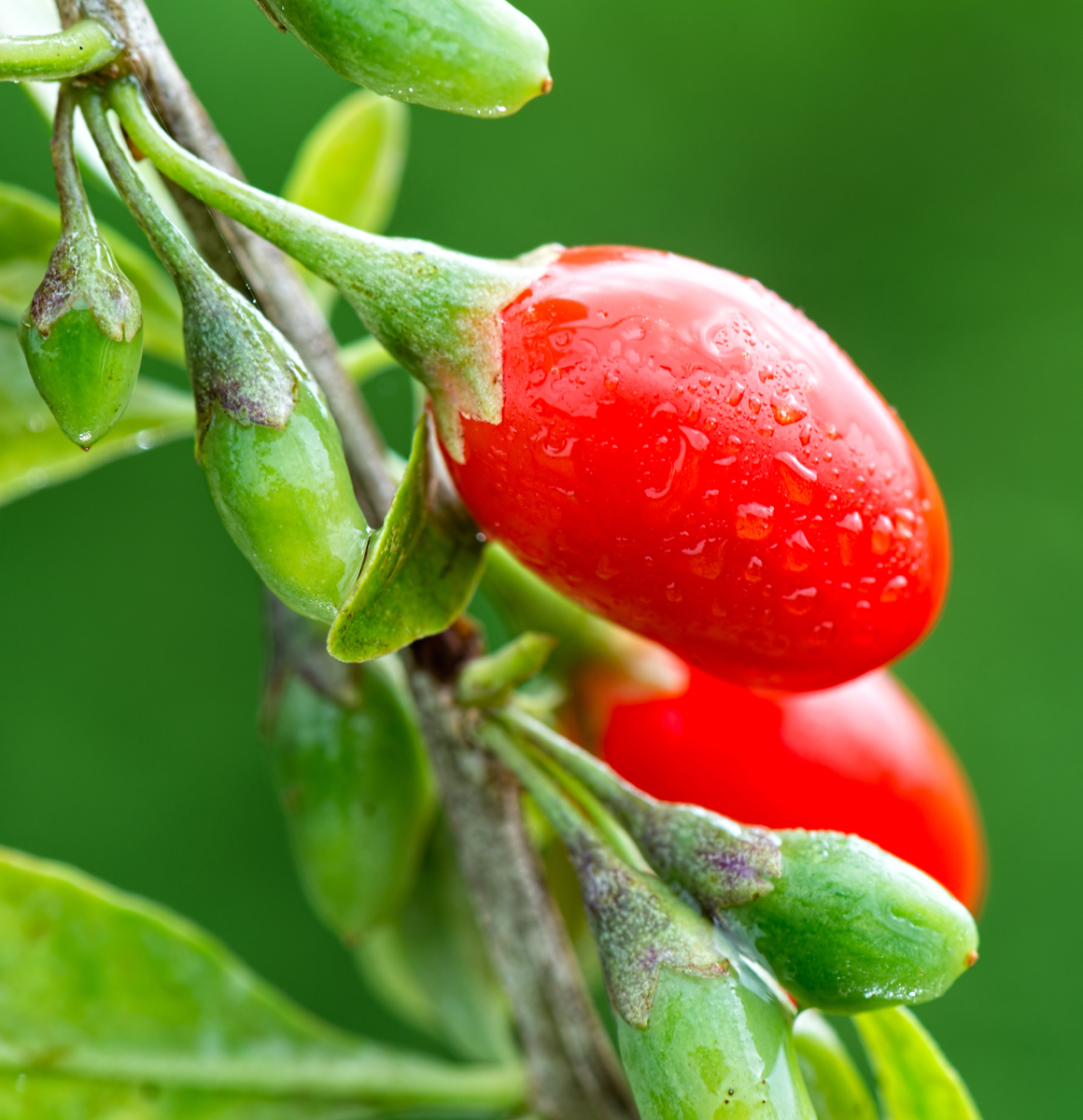 Goji Berries on Twig