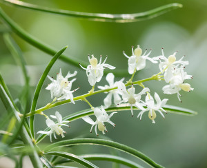 In Ayurveda, Shatavari is prized as the 'Queen of Herbs'! It is the herb most recommended for all aspects of female health, although it is also excellent for men.